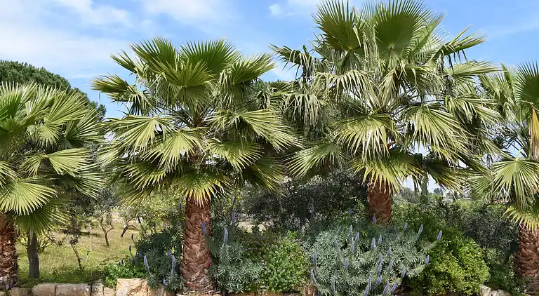 Stuga i Santa Flavia