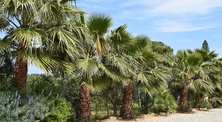 Stuga i Santa Flavia