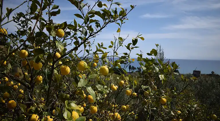 Stuga i Santa Flavia