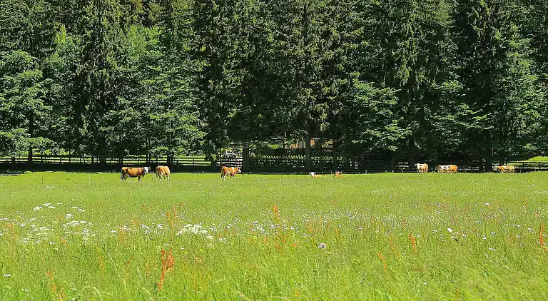 Maison de vacances au Gozd Martuljek