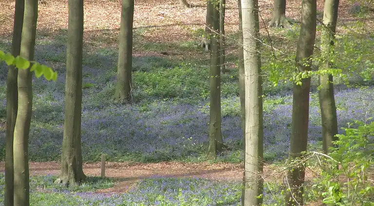 Herregård i Ellezelles