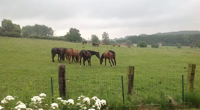 Herregård i Ellezelles