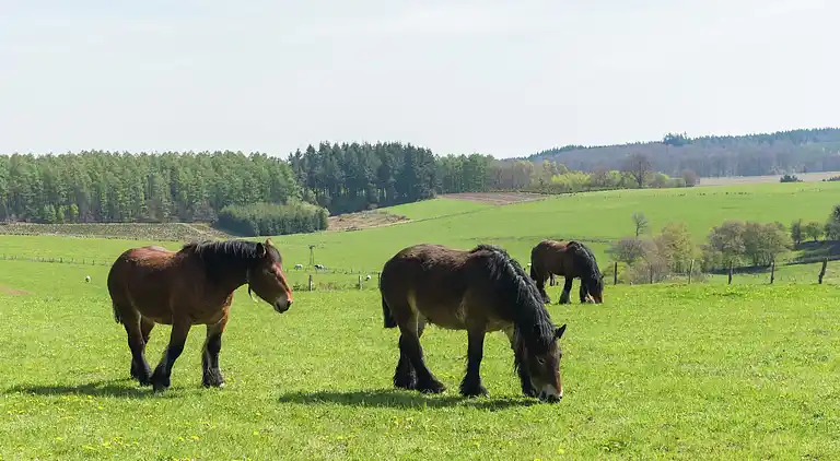 Holiday home in Bellefontaine
