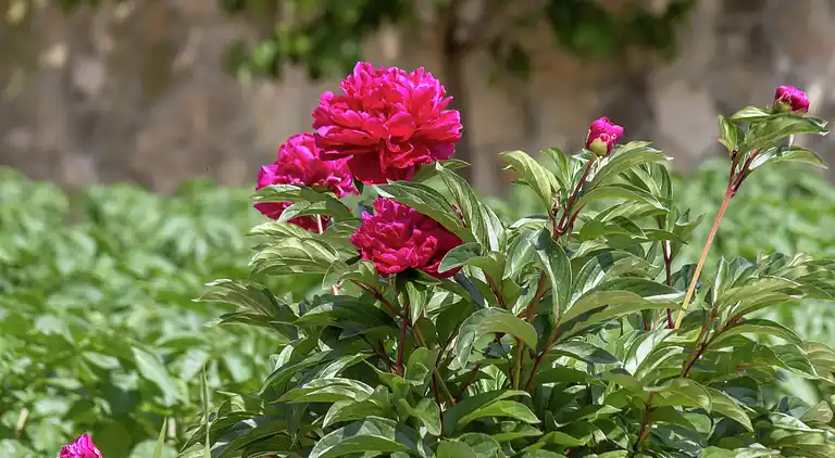 Ferielejlighed i Trogir