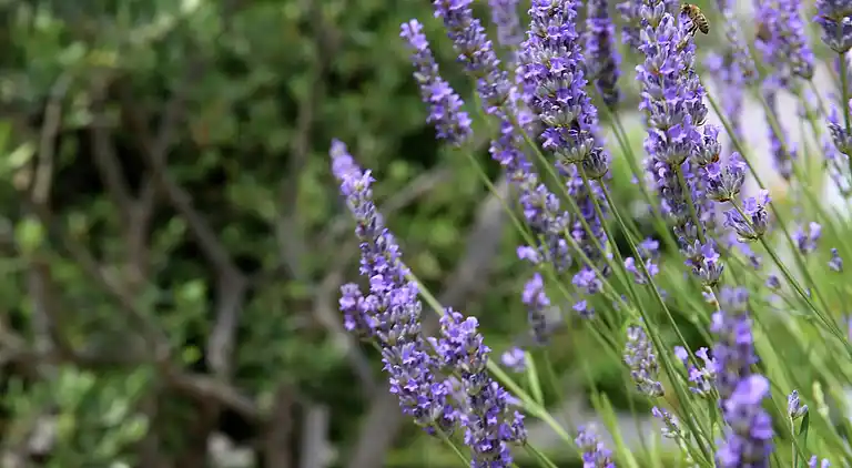 Ferielejlighed i Trogir