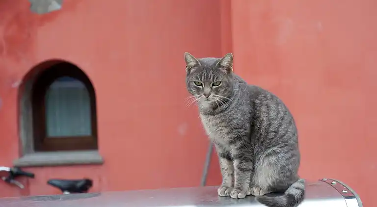 Vakantiehuis in Tredozio