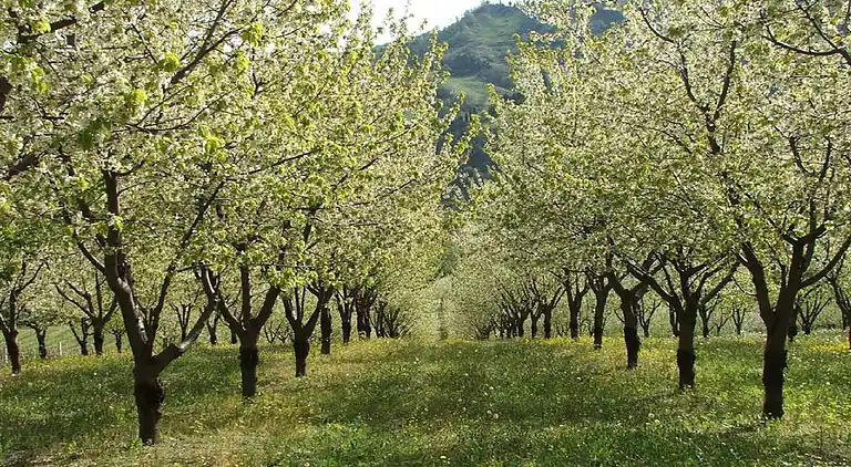 Lägenhet i Tredozio