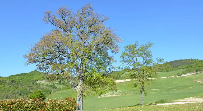 Lägenhet i Tredozio