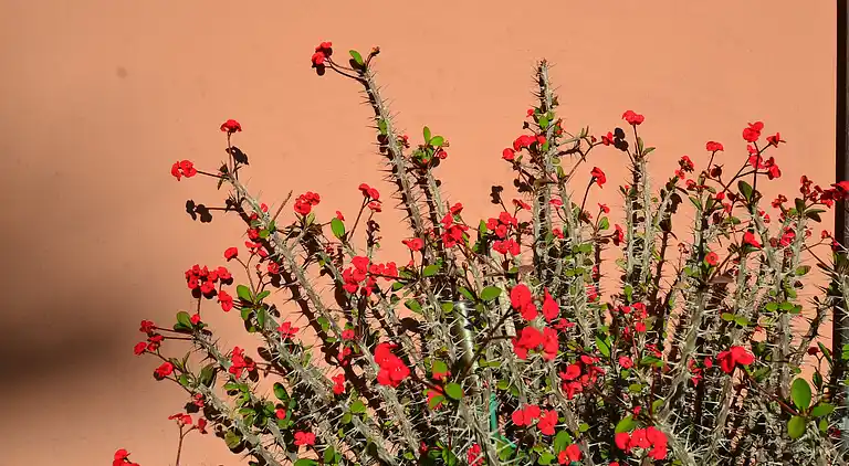 Semesterbostad i Pompei