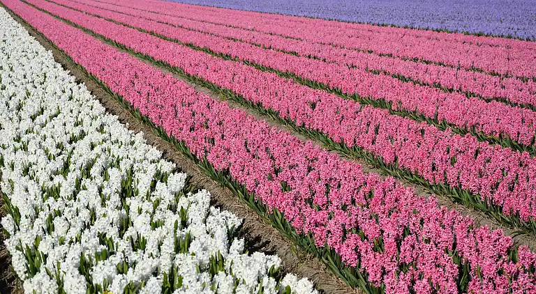 Sommerhus i Zuid-Holland