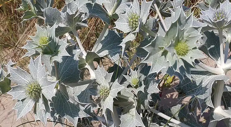 Sommerhus i Zuid-Holland