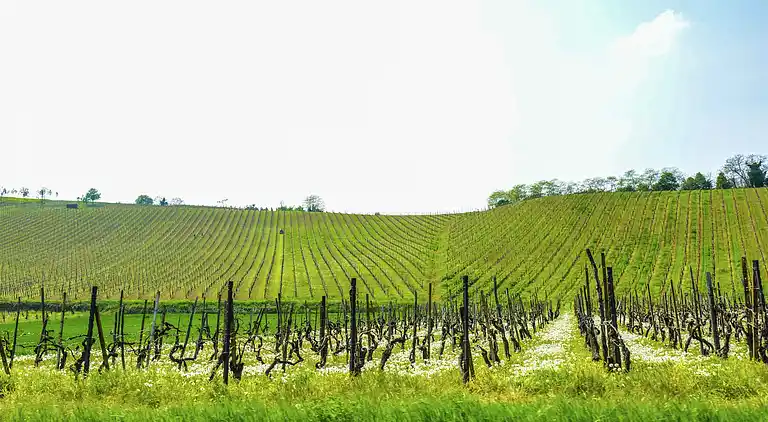 Apartment in Montecalvo Versiggia