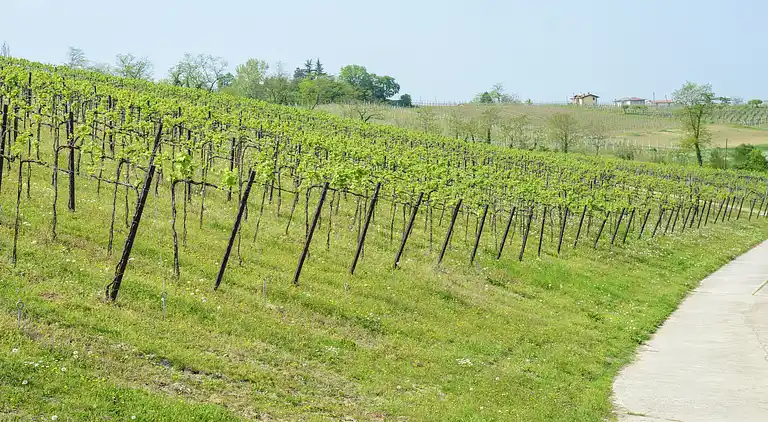 Apartment in Montecalvo Versiggia