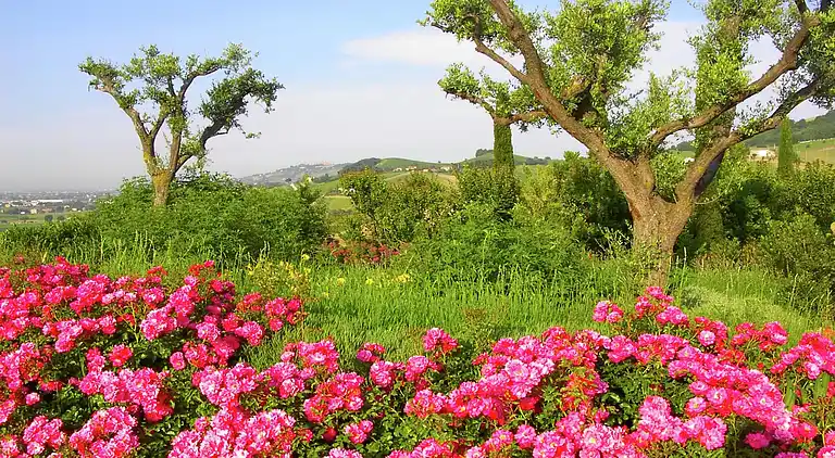 Holiday home in Montelupone