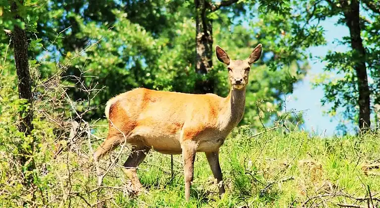 Sommerhus i Giarratana