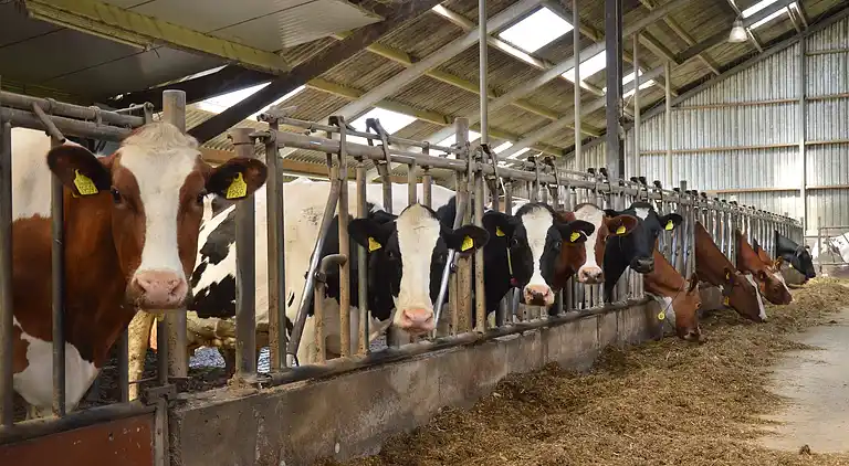 Farm house in Groesbeek