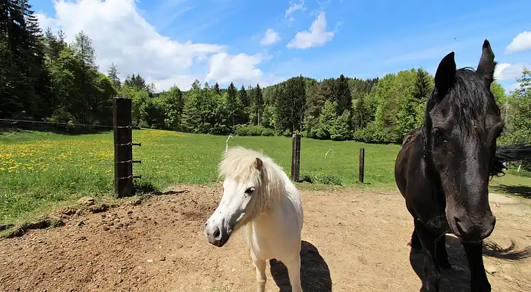 Apartment in Tschrestal