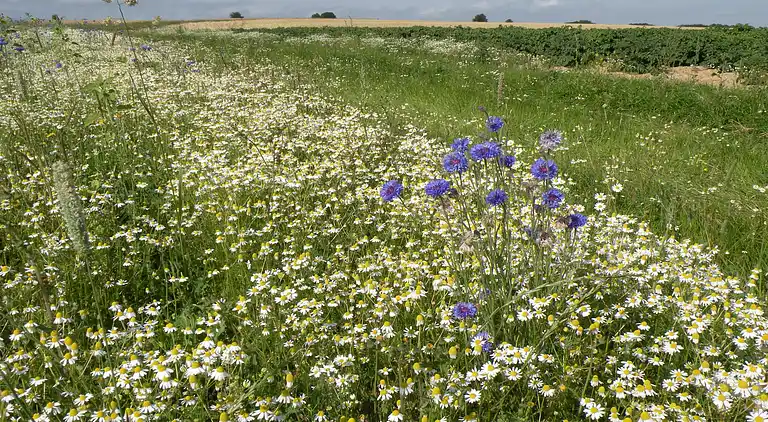 Ferielejlighed i Felenne