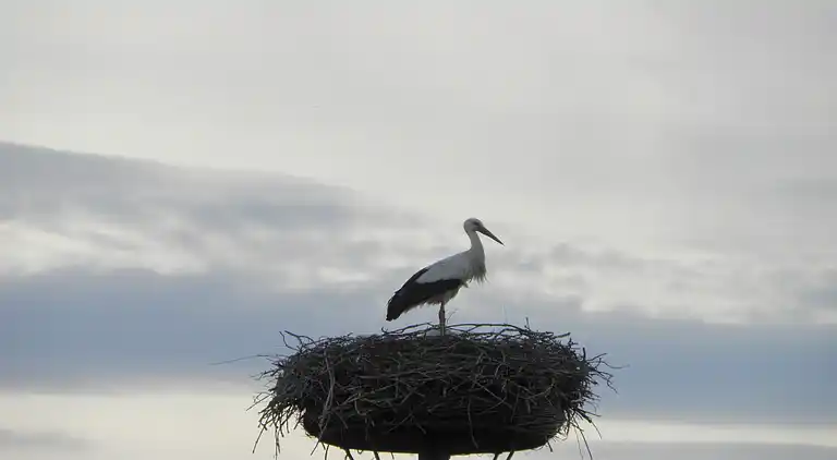 Farm house in Groesbeek