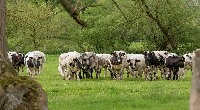 Sommerhus i Rochefort