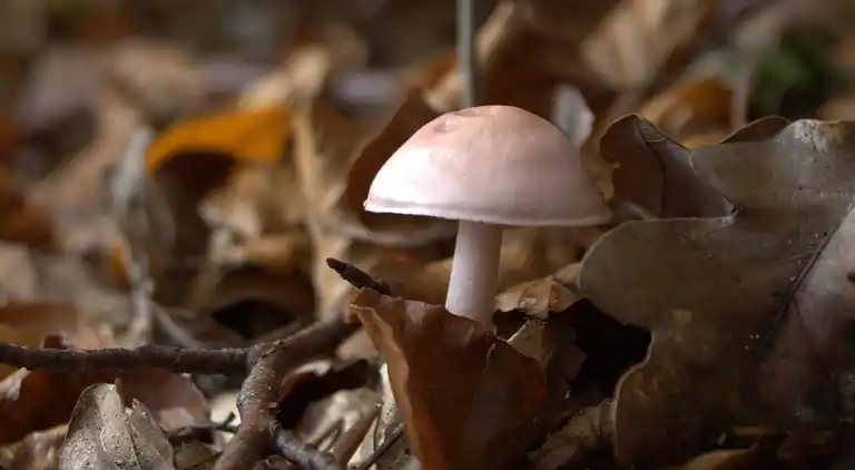 Apartment in Gros-Fays