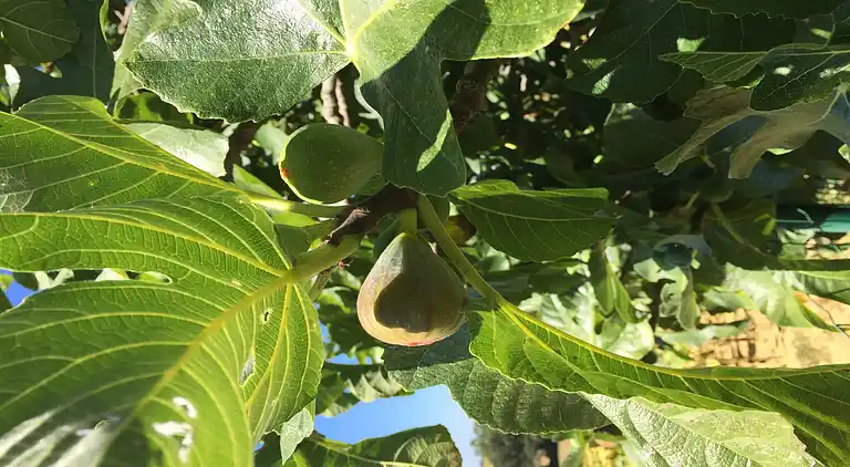 Holiday home in Homps