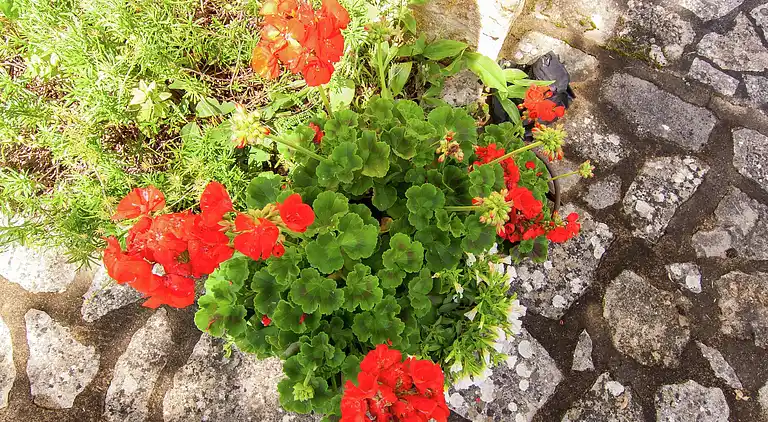 Vakantiehuis in Nabirat