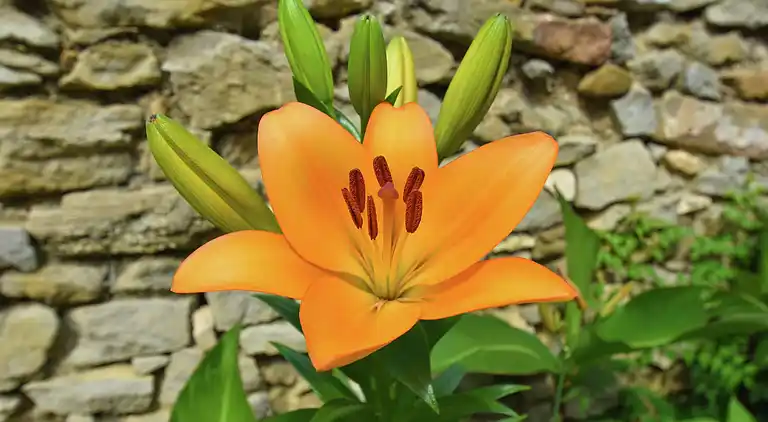 Semesterbostad i Occitanien