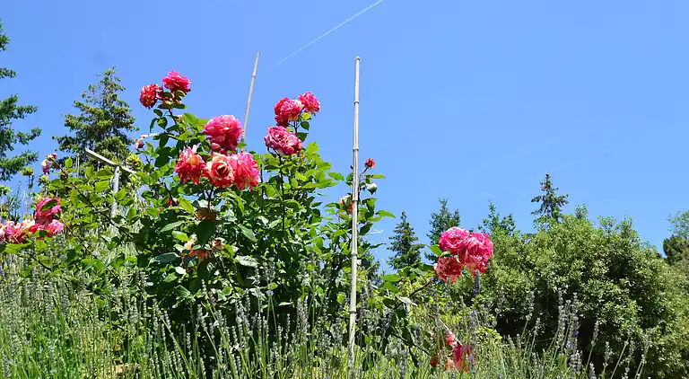 Hytte i Massa e Cozzile