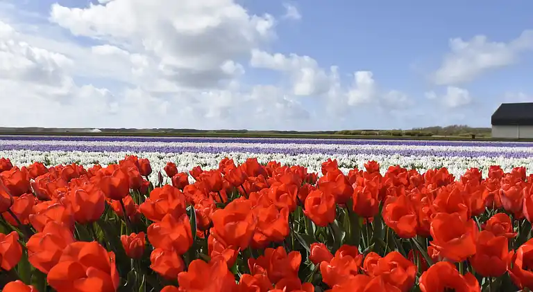 Sommerhus i Tuitjenhorn