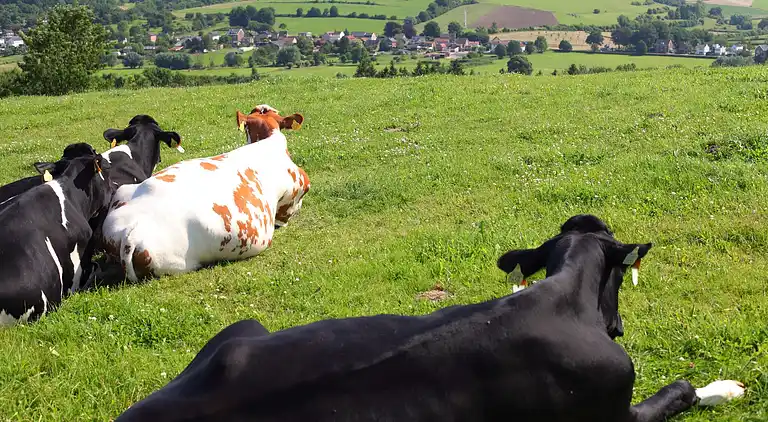 Bungalow in Schin op Geul