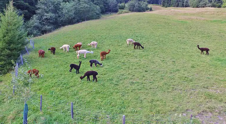 Apartment in Westendorf