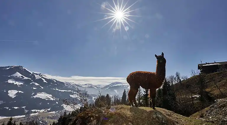 Apartment in Westendorf
