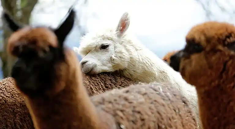 Apartment in Westendorf