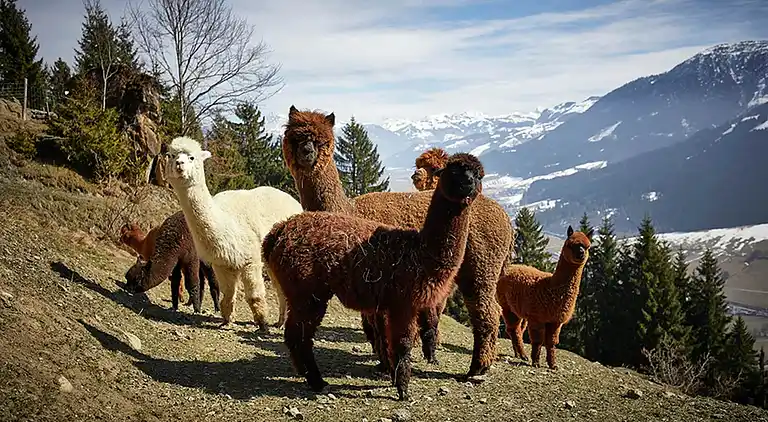 Apartment in Westendorf