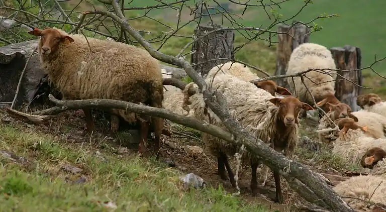 Cottage in Vieuxville