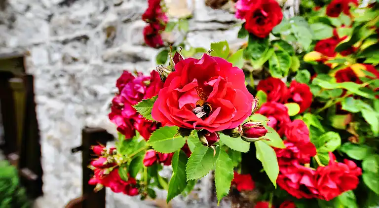 Holiday home in Vielsalm