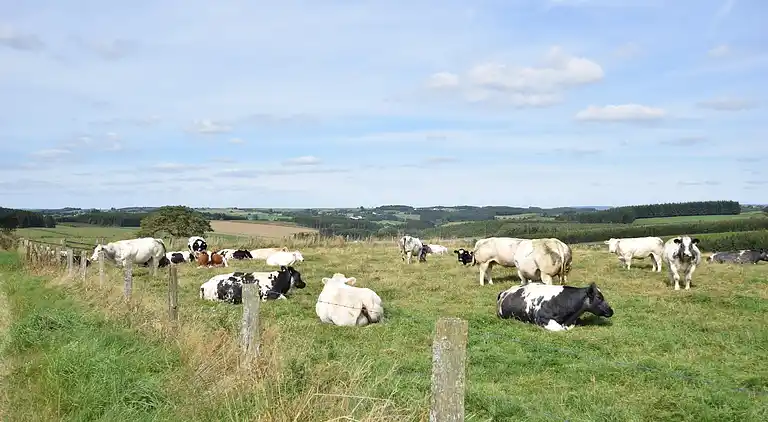 Holiday home in Bastogne