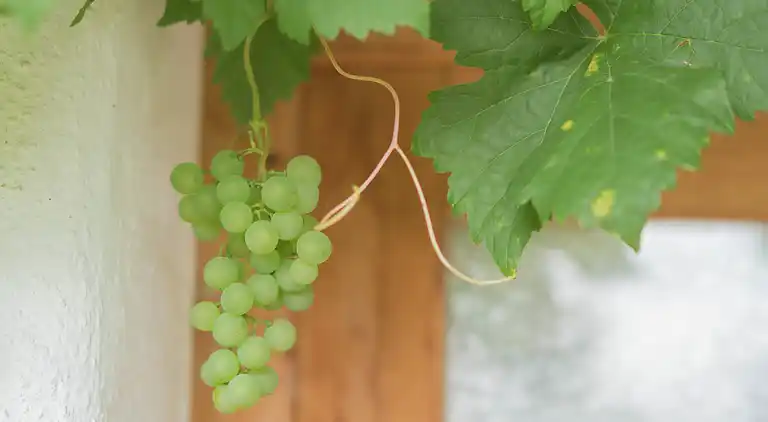 Apartment in Leogang