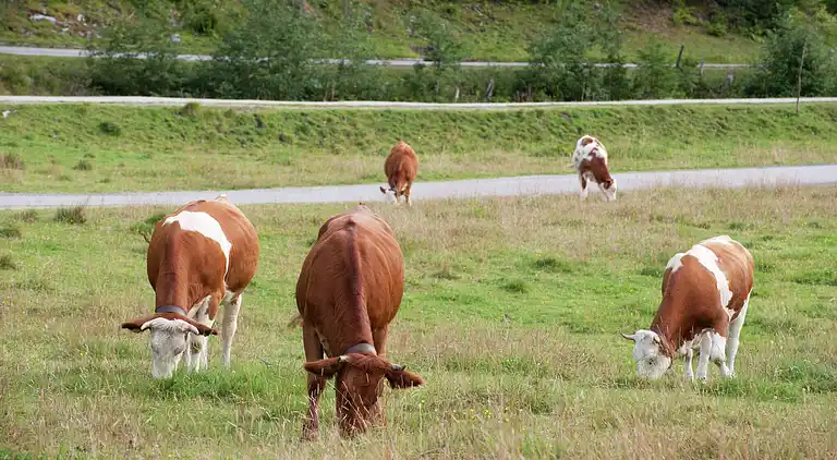 Ferielejlighed i Gerlos