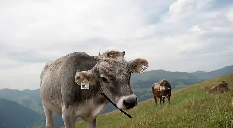 Ferielejlighed i Gerlos