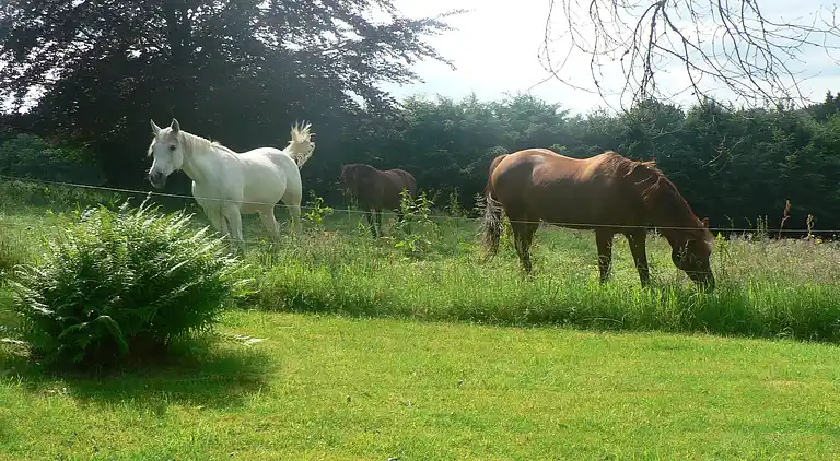 Cottage in Baillamont