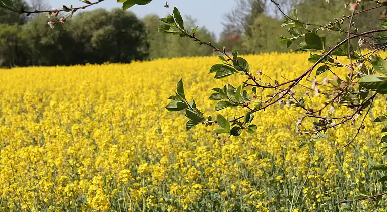 Ferielejlighed i Brodhagen