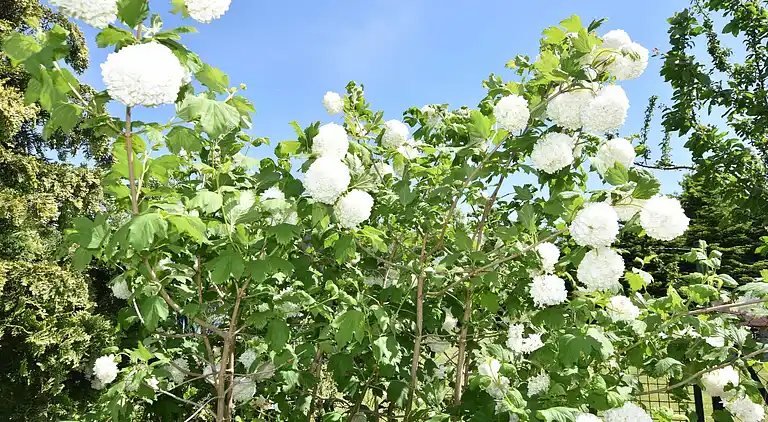 Bungalow i Boiensdorf