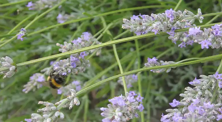 Ferielejlighed i Brusow