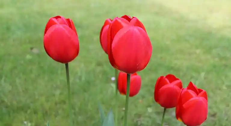 Apartment in Wischuer