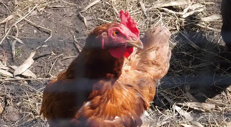 Apartment in Baltic Sea Germany