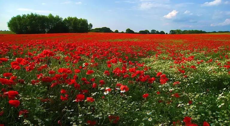 Bungalow i Klein Labenz