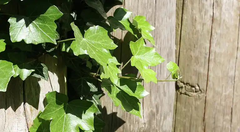 Holiday home in Ahrenshoop