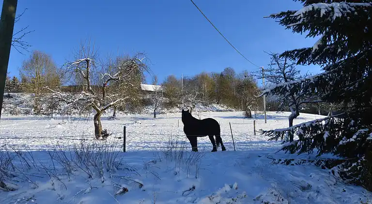 Holiday home in Neustraßburg